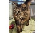 Adopt Lioness a Brown or Chocolate Domestic Mediumhair / Domestic Shorthair /