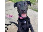 Adopt Callie a Black Labrador Retriever / Corgi / Mixed dog in Simsbury
