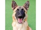 Adopt Osso a Tan/Yellow/Fawn - with Black German Shepherd Dog dog in Ben Lomond