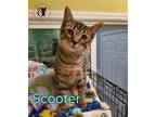 Adopt Scooter AND Hope a Brown Tabby Domestic Shorthair / Mixed (short coat) cat