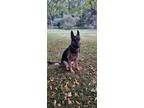 Adopt Xena a Black - with Tan, Yellow or Fawn German Shepherd Dog / Alaskan Klee