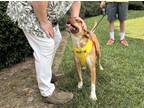Adopt Clark a Tan/Yellow/Fawn Labrador Retriever / Mixed dog in Monticello