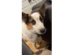 Adopt Duke a White - with Black Australian Cattle Dog / Australian Shepherd /
