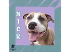 Adopt Nick a Tan/Yellow/Fawn Mixed Breed (Small) / Mixed Breed (Medium) / Mixed