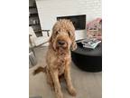 Adopt Mickey a Red/Golden/Orange/Chestnut Poodle (Standard) / Irish Setter /