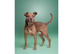 Adopt June Bug a Tan/Yellow/Fawn - with White Mixed Breed (Medium) / Mixed dog