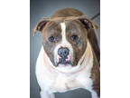 Adopt King a White American Pit Bull Terrier / Mixed Breed (Medium) / Mixed