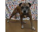 Adopt Sky a Brown/Chocolate Boxer / Mixed Breed (Medium) / Mixed (short coat)