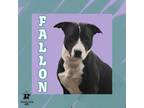 Adopt Fallon a Black Mixed Breed (Small) / Mixed Breed (Medium) / Mixed (short
