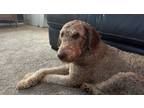 Adopt Cashmere a White - with Tan, Yellow or Fawn Poodle (Standard) / Mixed dog