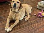 Adopt Scrappy a Tan/Yellow/Fawn Boxer / Golden Retriever / Mixed dog in