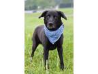 Adopt Beckett - Adoptable a Labrador Retriever / Mixed Breed (Medium) / Mixed
