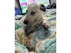 Adopt Cookie a White - with Black Australian Cattle Dog / Australian Shepherd /
