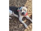 Adopt Gabriel HW+ a White American Pit Bull Terrier / Mixed Breed (Medium) /