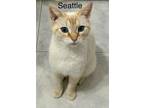 Adopt Seattle a Cream or Ivory (Mostly) Siamese (short coat) cat in New York