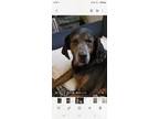 Adopt Abby a Black - with Tan, Yellow or Fawn Golden Retriever / Labrador