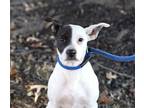 Adopt Jester a White - with Black Rat Terrier / Mixed dog in Olive Branch
