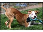Adopt Frodo a Red/Golden/Orange/Chestnut - with White Boxer / Mixed dog in