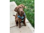 Adopt Jax a Labrador Retriever / Australian Shepherd / Mixed dog in Waxhaw