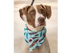 Adopt Maggie a Pointer / Mixed dog in Madison, GA (41360518)