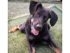 Adopt Kai a German Shepherd Dog / Mixed dog in Madison, GA (41360517)