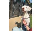 Adopt Fiona a English Pointer / Mixed dog in Madison, GA (41360516)