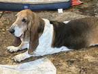 Adopt Izzy a Basset Hound / Mixed dog in Salt Lake City, UT (41341862)