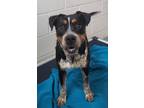 Adopt Bolt / AC 25461 a Australian Cattle Dog / Terrier (Unknown Type