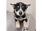 Adopt Husky puppy 1(Sparkle) a Husky / Mixed dog in Mocksville, NC (41360475)