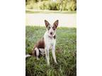 Adopt KK Radar a Australian Cattle Dog / Mixed dog in Wharton, TX (41360342)
