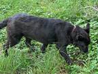 Adopt Charcoal a Australian Shepherd / Mixed Breed (Medium) / Mixed dog in