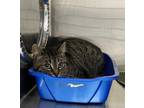 Adopt Dasha a Brown Tabby Domestic Shorthair / Mixed Breed (Medium) / Mixed