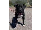 Adopt Beefstick a American Staffordshire Terrier / Mixed dog in Cottonwood