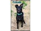 Adopt Princess a Black - with White Labrador Retriever / Husky / Mixed dog in