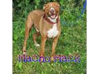 Adopt Macho Mack a American Pit Bull Terrier / Belgian Malinois / Mixed dog in