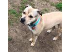 Adopt SHYLA a Tan/Yellow/Fawn Shar Pei / American Staffordshire Terrier / Mixed