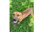 Adopt Peanut a Bull Terrier / Mixed Breed (Medium) / Mixed dog in Fayetteville