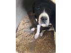 Adopt Jolly a Staffordshire Bull Terrier / Mixed Breed (Medium) / Mixed dog in