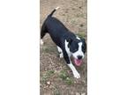 Adopt Peppermint a Staffordshire Bull Terrier / Mixed Breed (Medium) / Mixed dog
