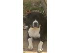 Adopt Holly a Staffordshire Bull Terrier / Mixed Breed (Medium) / Mixed dog in