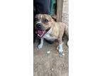 Adopt Tranquilty a Staffordshire Bull Terrier / Mixed Breed (Medium) / Mixed dog