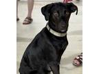 Adopt Lyla a Flat-Coated Retriever / Mixed dog in Killen, AL (41351445)