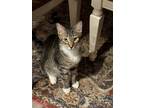 Adopt Brutus a Gray, Blue or Silver Tabby Domestic Shorthair (short coat) cat in