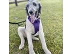 Adopt Loretta a White - with Black Shepherd (Unknown Type) / Poodle (Standard)