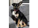 Adopt Piper a Black - with Tan, Yellow or Fawn Beagle dog in Raleigh