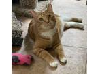 Adopt Ms Kitty a Orange or Red Tabby Domestic Shorthair (short coat) cat in