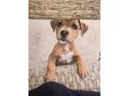 Adopt Liya a Tan/Yellow/Fawn - with White Catahoula Leopard Dog / Labrador