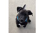 Adopt Moose a Black - with White Catahoula Leopard Dog / Labrador Retriever dog