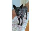 Adopt Heather a Black - with Brown, Red, Golden, Orange or Chestnut Feist dog in