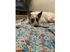 Adopt Bindi a White Australian Cattle Dog / Mixed Breed (Medium) / Mixed (short
